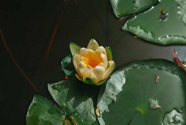 A single creamy white water lily flower blooming amidst green lily pads on dark water.
