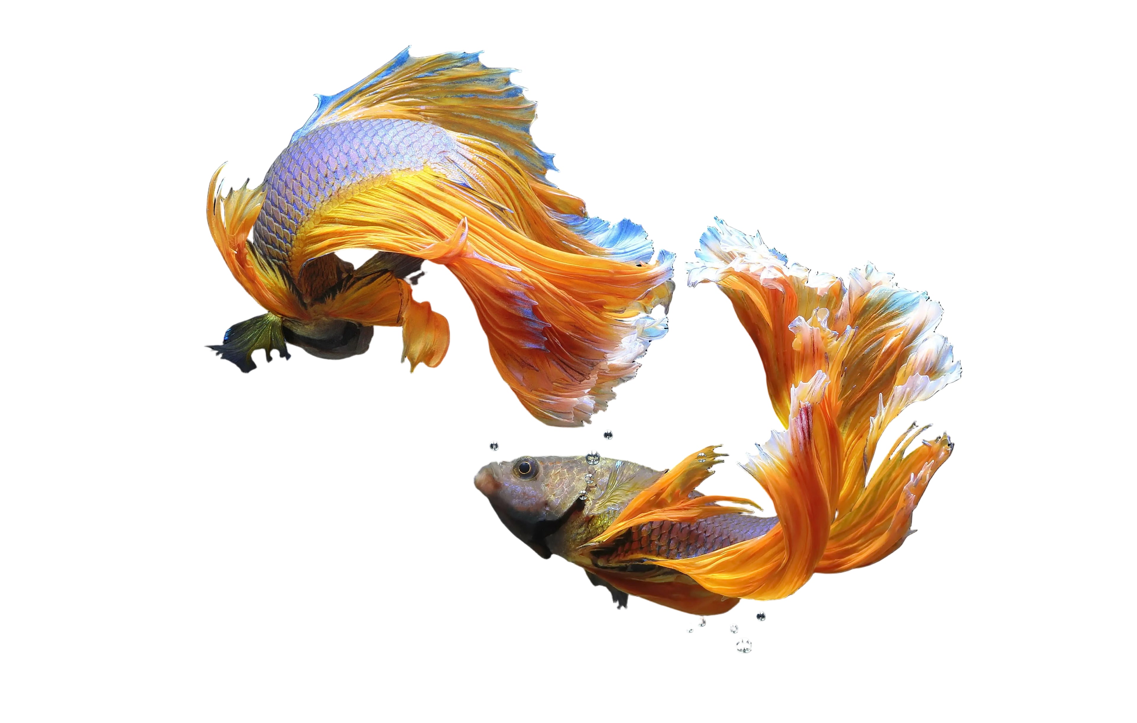 Two colorful betta fish with flowing tails on a black background