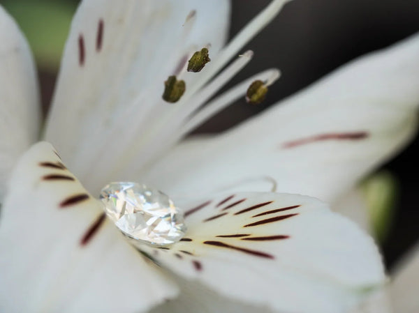 A brilliant cut lab-grown diamond resting on a white Alstroemeria flower petal.