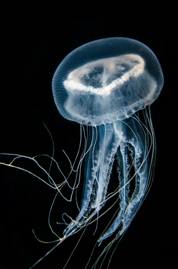 Translucent white jellyfish with long flowing tentacles swimming against a black background.