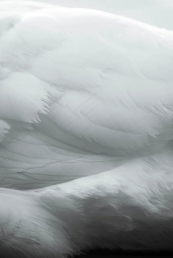 Close-up of soft, layered white feathers with delicate textures in monochrome.