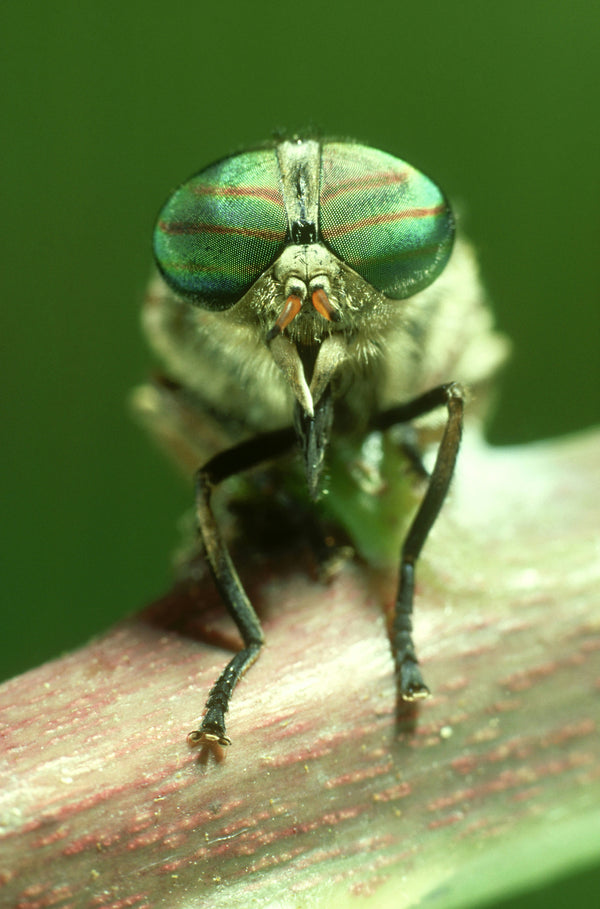Macro close-up of a hoverfly with iridescent green eyes resting on a plant stem.