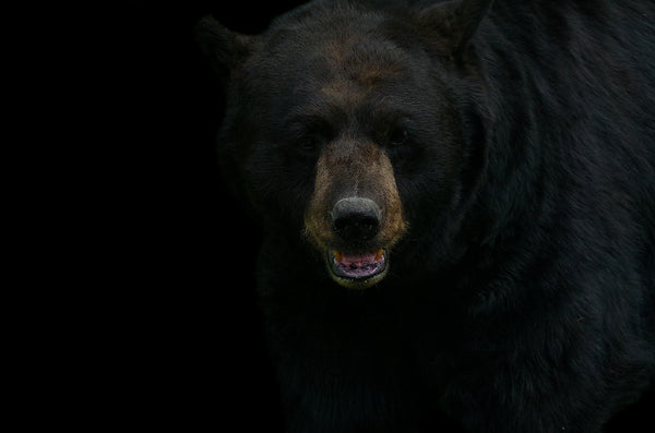 Close-up portrait of a large black bear with its mouth slightly open against a dark background.