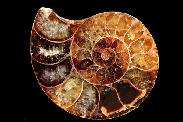 Polished ammonite fossil with golden crystalline chambers on a black background.