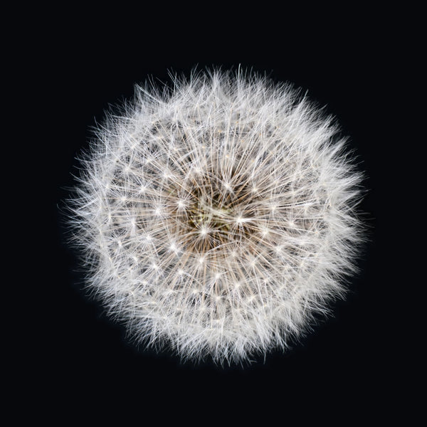 Close-up of a white dandelion seed head against a solid black background.