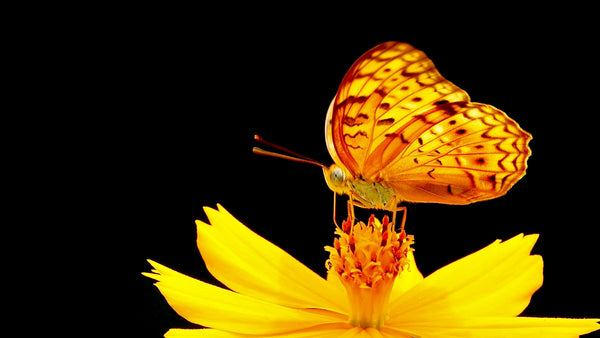 Orange butterfly with black patterns resting on a bright yellow flower against a black background.