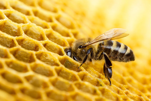 Close-up of a honey bee on a golden honeycomb structure.